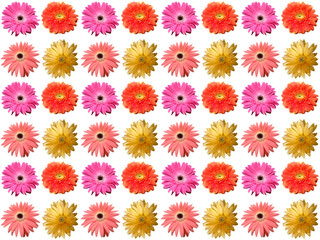 Floral pattern or Flower pattern with a white background. Beautiful flowers pattern.