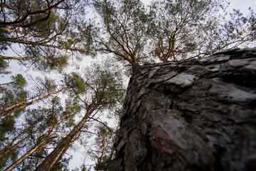 Looking into the sky - a forest walk