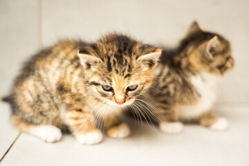 Two one month old small striped gray, white and red kittens. Lovely cat portrait. Vaccination, sterilization and veterinary care for animals. Cat day