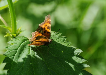 Comma Butterfly (Polygonia c-album) feeds on nettle leaves on a Sunny summer morning. Moscow region. Russia