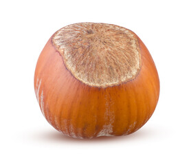 Hazelnut seed whole closeup with hard brow shell on white background. Hazelnut isolated