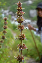 A hiker in the bg of Rare Himalayan flower Pedicularis Hoffmeisteri(Haldya Phool) on a hiking trail to Valley of Flowers National Park,unesco world heritage site in Nanda Devi Biosphere Reserve, India