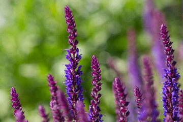 close-up of blue and purple sage blossoms with blurry background