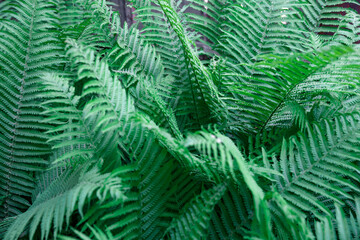 Fern leaves. Solid Background of green fern. Texture of tropical plants. Nature concept. Fern leaf in Forest. Summer poster.