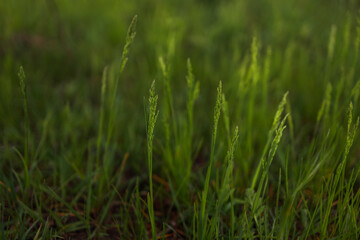 Fototapeta na wymiar macro shot of fresh green wheat like plant