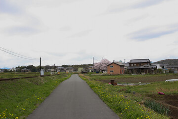Fototapeta na wymiar 線路沿いにある道。桜が咲いています。緑も生い茂っています。