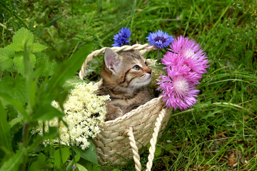 Small striped gray kitten in a wicker basket on green grass on a background of the flowers Carduus platypus and Sambucus.Postcard. Place for inscriptions. Present.
