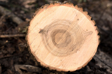 Cut down a tree. Problem of destruction of forests and shrubs. Wooden background and texture.