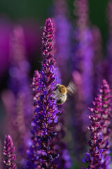 close-up of a honeybee harvesting on blue and purple sage blossoms with blurry background