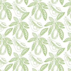 Fototapeta na wymiar Green Avocado seamless pattern on a white background. Botanical illustrations in the engraving style.Tropical plant.