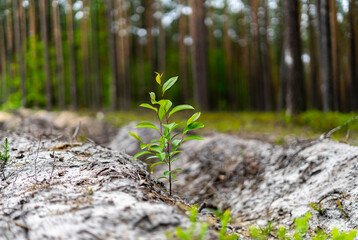 Single small tree rising in the wood on empty space