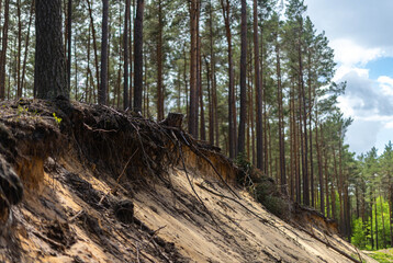 Roots of the pine trees on the sand