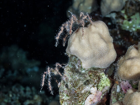 รูปภาพMajidae เลือกดูภาพถ่ายสต็อก เวกเตอร์ และวิดีโอ167 Adobe Stock