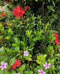 Red flowers in the garden