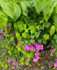 Purple flowers in a garden