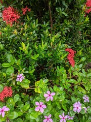 Pink flowers in the garden