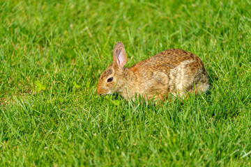 Rabbit at the Citylife park in Milan during covid-19 lockdown