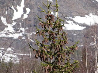 spruce with cones