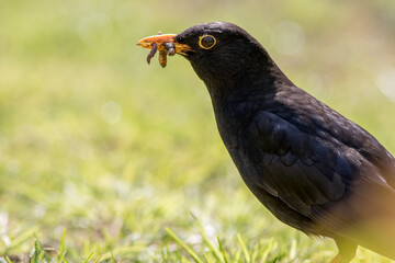 Male blackbird (Turdus merula) close-up with worms in its beak.