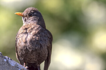 Female blackbird in close-up. Garden song bird nature image.