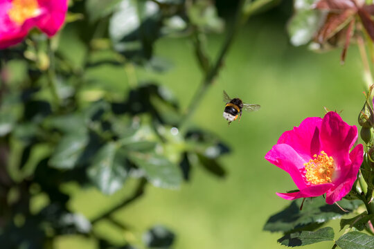 Bee Pollination. Bumblebee insect flying to pollinate a garden rose flower. Garden nature and environmental conservation image.