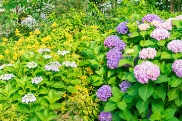 東京都文京区白山にある神社に咲く満開のアジサイ