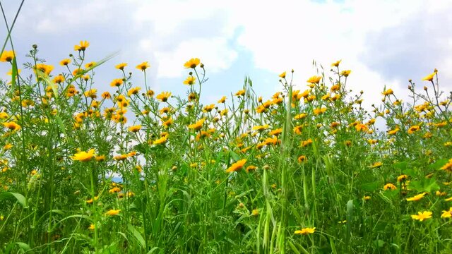 sensitive focus with green filde in spring season, dendelion with yellow flower. High quality 4k footage.