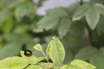 A ladybug stays on a green leaf.