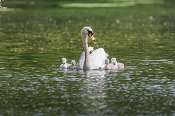 Mute Swan, Cygnus olor with baby cygnets on a pond