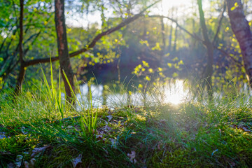 Obraz premium Reflection of trees and blue sky with some clouds in the water of a calm lake