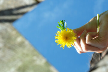 abstraction. in the mirror are female hands, dandelions sky. green nature around. close-up - 355466796
