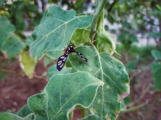 ant on a leaf