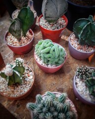 cactus in pots