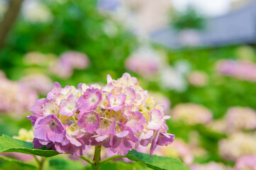 東京都文京区白山にある神社に咲く満開のアジサイ
