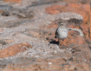 Berthelot's pipit bird (Anthus berthelotii) with sunlight on a stone wall, Tenerife, Canary islands, Spain