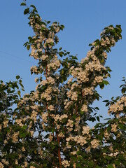 apple tree blossoms