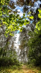 green oak leaves between pine trees in the forest