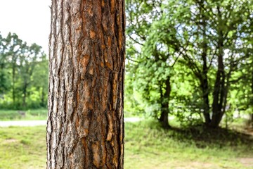 Pine tree in the forest