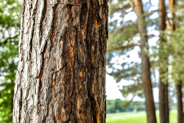 trunk of a pine tree