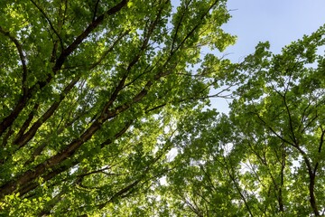 Panorama of sun trough Deciduous trees