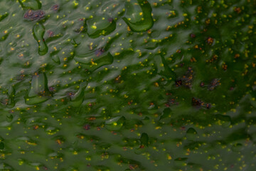 The texture of the fruit peel avocado close-up
