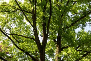 Panorama of sun trough Deciduous trees