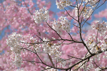 桜
