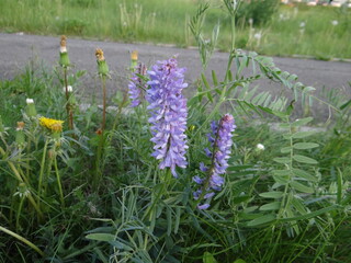 spring flowers in the grass