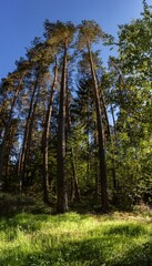 Panorama of a German pine forest 