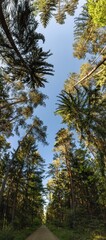 Panorama of a German pine forest 