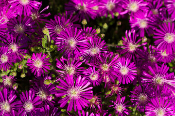 Mesembryanthemum, purple in South African garden