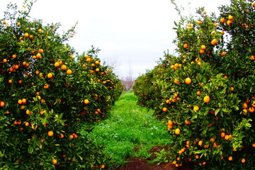 Fototapeta na wymiar orange tree in a garden
