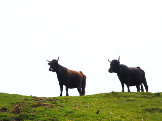 dos vacas con grandes cuernos sobre la hierba verde y con un horizonte blanco 