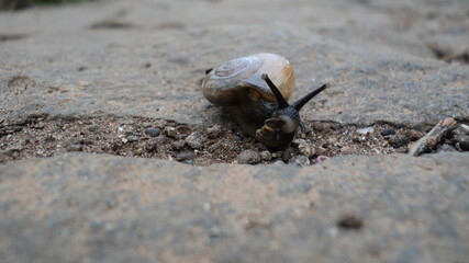 snail on rock